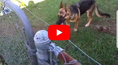 What to Do If Your Dog Gets Shocked by an Electric Fence